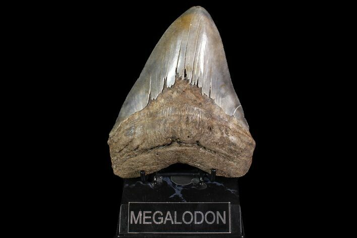 Huge, Serrated, Fossil Megalodon Tooth - Georgia #92906